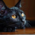 Yellow eyed black cat gazes at the camera, mysterious and captivating
