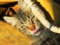 Yellow eyed cat on yellow background