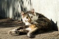 Yellow-eyed cat basked in the sun near the house