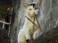 Yellow eyed cat looking at you Royalty Free Stock Photo