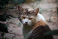 The yellow-eyed cat\'s half-turned-eye look