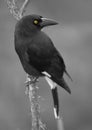 Yellow Eyed Currawong Royalty Free Stock Photo