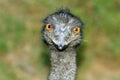 Yellow eyed emu face shot Royalty Free Stock Photo