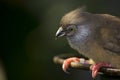 Yellow Eyed Junco