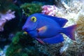 Yellow Eyed Kole Tang in reef aquarium, Ctenochaetus strigosus Royalty Free Stock Photo