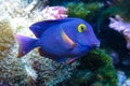 Yellow Eyed Kole Tang in reef aquarium, Ctenochaetus strigosus Royalty Free Stock Photo