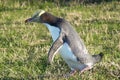 Yellow-eyed penguin