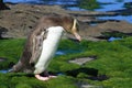 Yellow-eyed Penguin Royalty Free Stock Photo