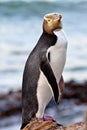 Yellow-eyed Penguin Royalty Free Stock Photo