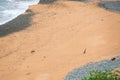 Yellow-eyed penguin coming back from the sea to the beach, the rarest penguin species in the world, South Island of New Zealand