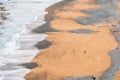 Yellow-eyed penguin coming back from the sea to the beach, the rarest penguin species in the world, South Island of New Zealand