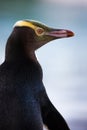 Yellow-eyed Penguin Royalty Free Stock Photo