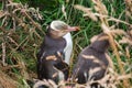 Yellow-eyed penguin in the grass, the rarest penguin species in the world, South Island of New Zealand