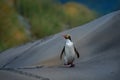 Yellow-eyed penguin - hoiho - Megadyptes antipodes, breeds along the eastern and south-eastern coastlines of the South Island of