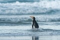 Yellow-eyed penguin - hoiho - Megadyptes antipodes, breeds along the eastern and south-eastern coastlines of the South Island of