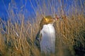 Yellow-Eyed Penguin