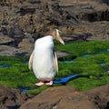 Yellow Eyed Penguin Looking Sideways