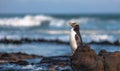 Yellow-eyed penguin (Megadyptes antipodes), Curio Bay, New Zealand. Royalty Free Stock Photo