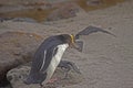 The yellow-eyed penguin Megadyptes antipodes, known also as hoiho or tarakaka at the shore of Otago Peninsula, New Zealand. Royalty Free Stock Photo