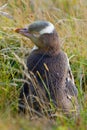 Yellow eyed penguin Megadyptes antipodes Otago Peninsula, South Island, New Zealand Royalty Free Stock Photo