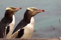 The Yellow-eyed Penguin, Megadyptes antipodes, is the rarest penguin, South Island New Zealand Royalty Free Stock Photo