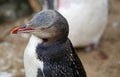 Yellow eyed Penguin Royalty Free Stock Photo