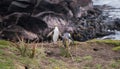 Yellow-eyed penguin New Zealand