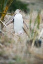 Yellow-eyed penguin, New Zealand Royalty Free Stock Photo