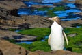 Yellow Eyed Penguin Profile