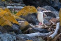 Yellow Eyed Penguin Royalty Free Stock Photo