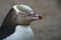 Yellow Eyed Penguin Royalty Free Stock Photo