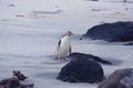 The yellow-eyed penguin at the shore of Otago Peninsula, New Zealand. Royalty Free Stock Photo