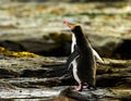 Yellow Eyed Penguin during sunset time in New Zealand Royalty Free Stock Photo