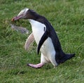 Yellow-eyed penguin walking (Megadyptes antipodes)