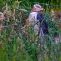 Yellow-Eyed Penguin Royalty Free Stock Photo