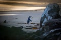 Yellow eyed penguin walks back up the beach in the evening sunset Royalty Free Stock Photo