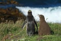 yellow eyed penguin whit cub (megadyptes antipodes) at coast, Katiki Point, Moeraki, New Zealand