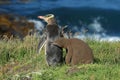 yellow eyed penguin whit cub (megadyptes antipodes) at coast, Katiki Point, Moeraki, New Zealand