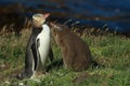 yellow eyed penguin whit cub (megadyptes antipodes) at coast, Katiki Point, Moeraki, New Zealand