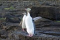 Yellow-Eyed Penguins Royalty Free Stock Photo