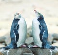 Yellow-eyed Penguins