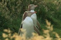 yellow eyed penguins (megadyptes antipodes) at coast, Katiki Point, Moeraki, New Zealand