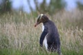 yellow eyed penguins (megadyptes antipodes) at coast, Katiki Point, Moeraki, New Zealand