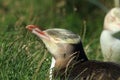 yellow eyed penguins (megadyptes antipodes) at coast, Katiki Point, Moeraki, New Zealand