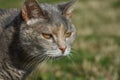Observant yellow eyed tabby cat