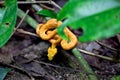 Yellow Eyelash Palm Pit Viper / Costa Rica