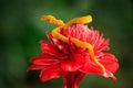 Yellow Eyelash Palm Pitviper, Bothriechis schlegeli, on red wild flower. Poison danger viper snake from Costa Rica. Wildlife scene