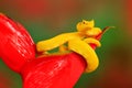 Yellow Eyelash Palm Pitviper, Bothriechis schlegeli, on red wild flower. Wildlife scene from tropic forest. Bloom with snake in Am