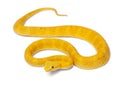 Yellow Eyelash Viper - Bothriechis schlegelii Royalty Free Stock Photo