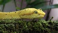 Yellow eyelash viper closeup